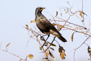 Pied Starling (Witgatspreeu) (Lamprotornis bicolor) in Rietvlei Nature Reserve  - obrazy, fototapety, plakaty