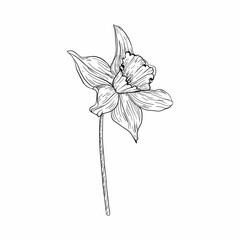 Hand drawing tulips. Mother's day. Botanical line drawing