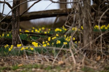 Yellow flowers some trees and grass near the woods