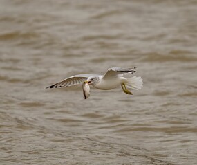 White seagull flying over the calm sea water, carrying a freshly caught fish in its beak