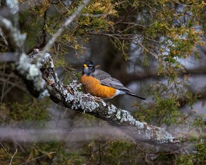 Robin (Erithacus rubecula) perched on the branches of a tree