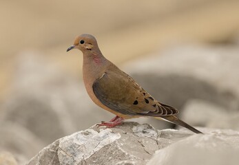 Turtledove perched on top of the rock  in a natural environment