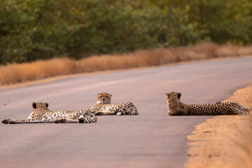 Cheetah in Kruger National Park (Acinonyx jubatus)