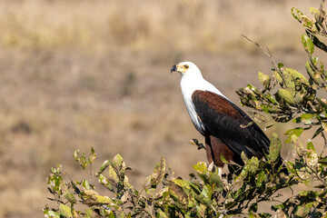 Fish Eagle in Kruger National Park  - obrazy, fototapety, plakaty