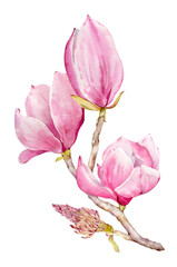 Watercolor botanical flowers of pink Magnolia. Isolated magnolia illustration element. Realistic illustration of a spring magnolia branch, large flowers. High detailed, hand drawn art.