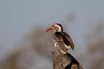 Southern red-billed hornbill (Tockus rufirostris) in Kruger National Park 