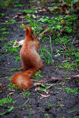 squirrel in the forest