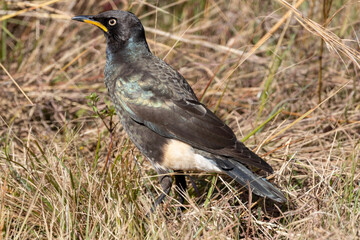 Pied Starling (Witgatspreeu) (Lamprotornis bicolor) in Rietvlei Nature Reserve 