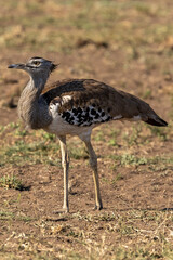 Kori Bustard (Ardeotis kori) (Gompou) in Kruger National Park