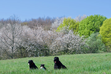 Four sitting dogs at spring enjoying view in a middle of a field with white blooming trees in the background. There are on the Mont Thou near Lyon, France.