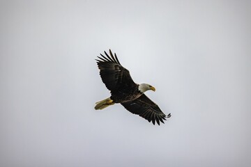 Majestic bald eagle soaring with its wings wide open on background of clear gloomy sky