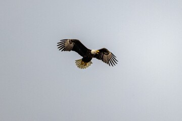 Majestic bald eagle soaring with its wings wide open on background of clear gloomy sky