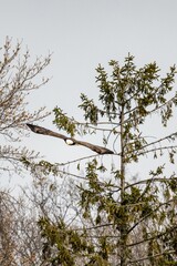 Majestic bald eagle soaring with its wings wide with trees in the background