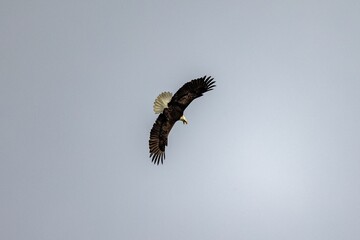 Majestic bald eagle soaring with its wings wide open on background of clear gloomy sky