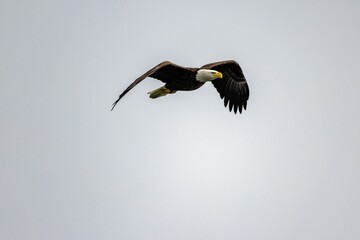 Majestic bald eagle soaring with its wings wide open on background of clear gloomy sky