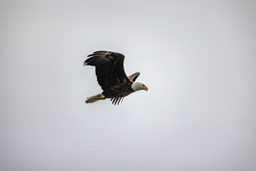 an eagle in flight with its wing out in the air