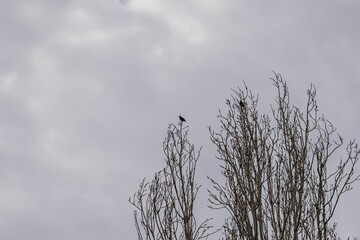 Birds perched atop the leafless branches of tree against the cloudy gloomy sky
