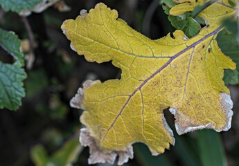 Close-up shot of a yellow leaf on a blurred background