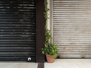 A potted plant on the pavement between two closed shops with tin metal shutters.