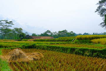 Fototapeta na wymiar Landscape Photography. Photo of a landscape of rice fields full of harvested straw in the city of Bandung - Indonesia