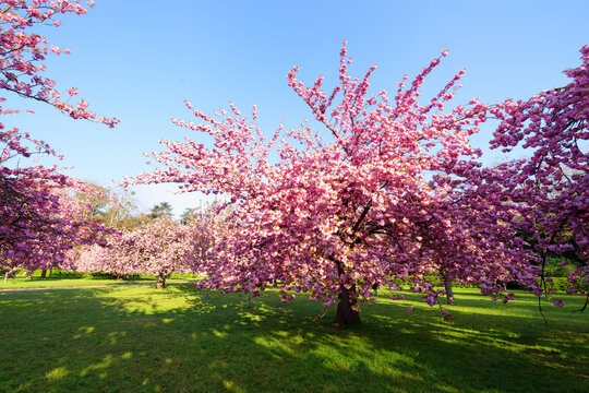 Cherry trees of the Departmental park of Sceaux
