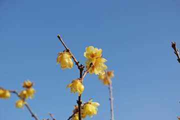 Close-up shot of yellow Chimonanthus praecox flowers grown on a tree against the cloudy sky