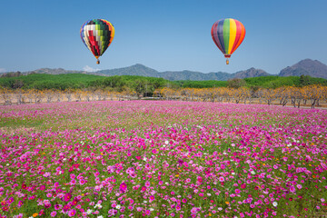 Color hot air balloon flight in the blue sky over the cosmos flowers with nature background. transportation concept.