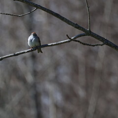 Sparrows