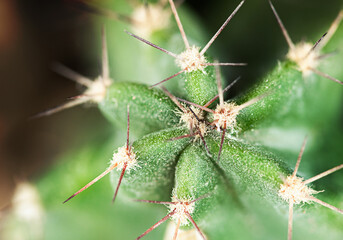 macro background of cactus spines, top view