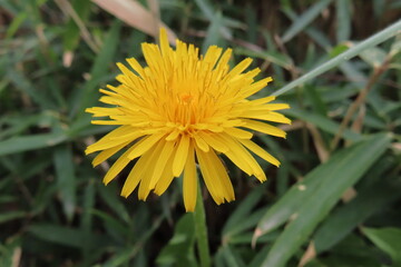 野原のタンポポ