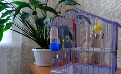 A small blue budgerigar sits alone in a cage at home.