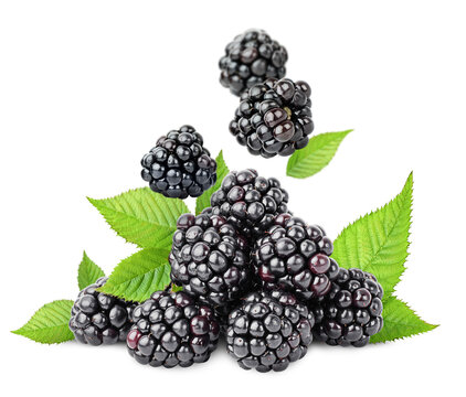 falling blackberries in a pile on a white isolated background