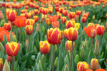 Triumph Tulip 'Denmark' in flower.