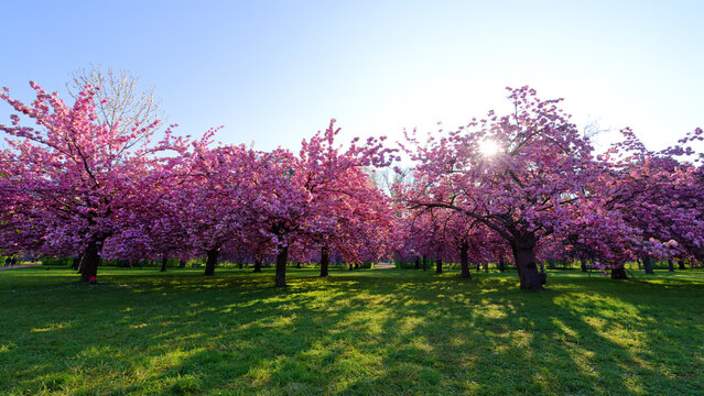 Cherry trees of the Departmental park of Sceaux