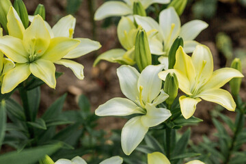 Beautiful bright, yellow, garden lily on a sunny day with drops of dew, rain.