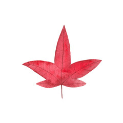 Dry red autumn maple leaf . Fall watercolor illustration for design, card, invitation.	