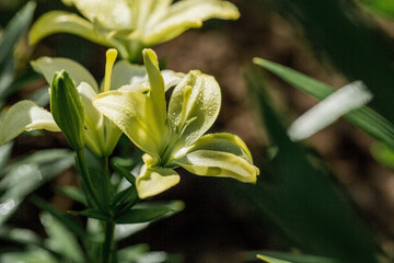 Obraz premium Beautiful bright, yellow, garden lily on a sunny day with drops of dew, rain.