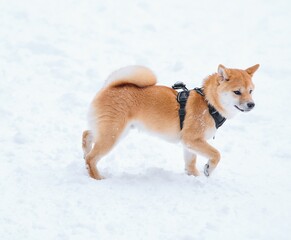 Adorable shiba lnu dog resting in the snowy white field