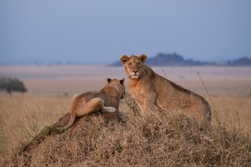 lions looking out in the evening sun