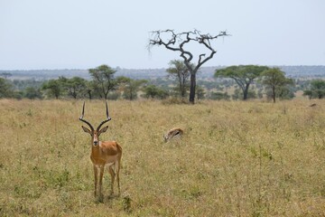Naklejka premium impala buck in the grass