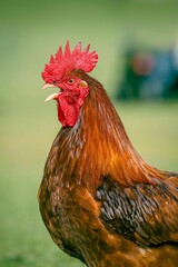 Brown adult rooster with the open beak