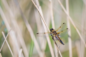 Bright yellow dragonfly on a thin, brown stem