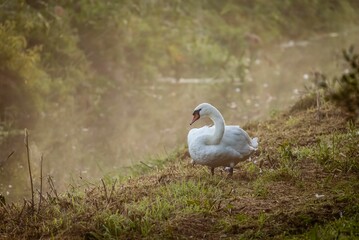 White swan perched at the green shore of a lake on a foggy day