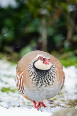 Beautiful brown partridge bird on a snowy field, its feathers ruffled by the cold winter air