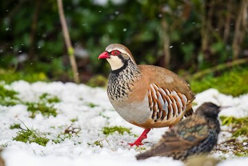 Beautiful brown partridge bird on a snowy field, its feathers ruffled by the cold winter air