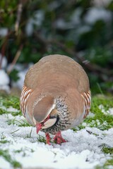 Beautiful brown partridge bird on a snowy field, its feathers ruffled by the cold winter air