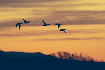 Group of snow geese flying at sunrise with mountain silhouettes in the background