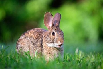 Naklejka na ściany i meble Grey small hare eating grass on summer field. Wild rabbit in nature