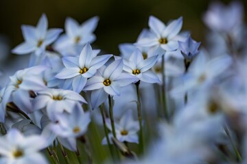 Group of white Ipheion uniflorum blooming in a lush, green meadow with yellow centers in the middle