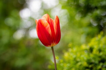 Single red tulip plant in the foreground surrounded by greenery